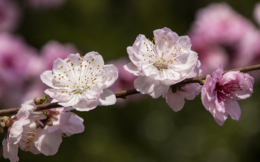 Pink peach blossoms screenshot 1