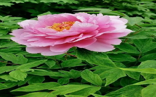 Pink peony wallpaper screenshot 1