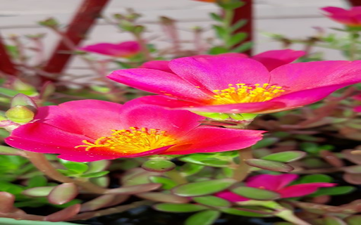 Pink Portulaca Wallpaper screenshot 1