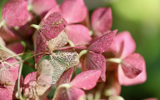 Pink purple flowers screenshot 1
