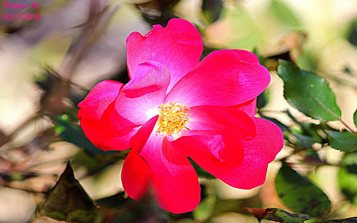 Pink Rose screenshot 1