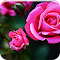 Pink Roses logo