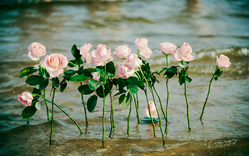 Pink Roses Magic screenshot 1