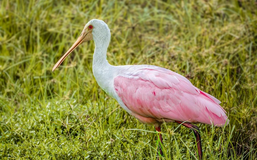 PINK SPUNNY BIRD Theme screenshot 1