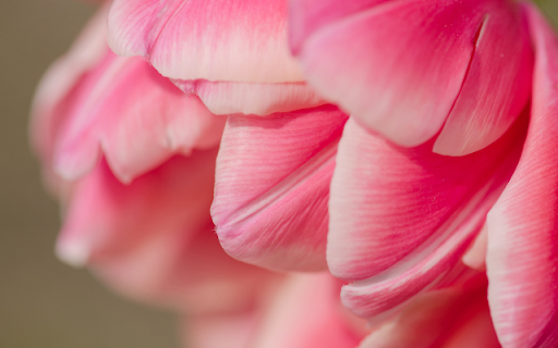 Pink Tulip Flower Theme screenshot 1