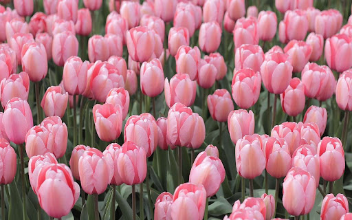 pink tulips screenshot 1
