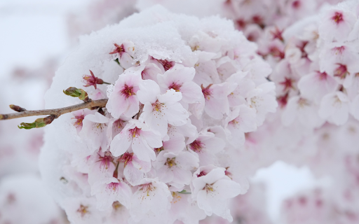 Pinkish white flower stems screenshot 1