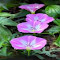 Plain Morning Glory Wallpaper logo