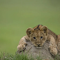 Playful Lion Cubs: The Future Kings of the Savanna logo