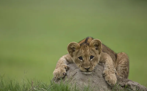 Playful Lion Cubs: The Future Kings of the Savanna screenshot 1