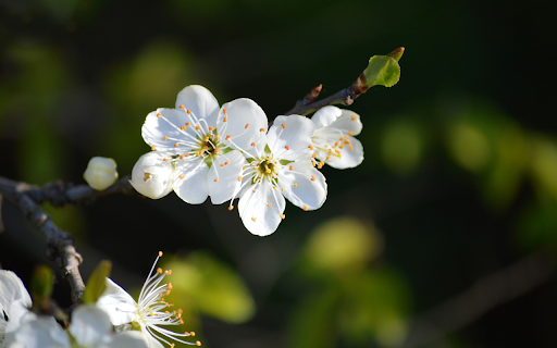 Plum blossom branch screenshot 1