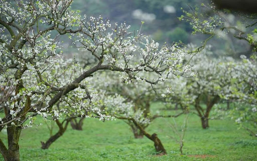 plum blossom wallpaper screenshot 1