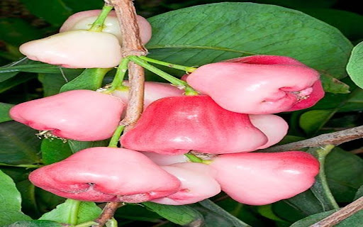 Plum Tree Wallpaper screenshot 1