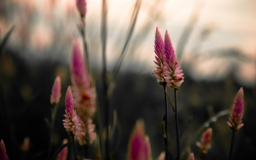 Plumes Rise, Magenta Dreams Unfold screenshot 1