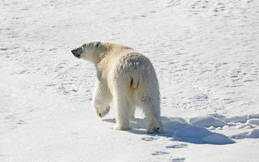 Polar Bear Theme screenshot 1