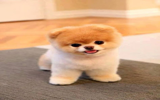 Pomeranian dog wallpaper screenshot 1