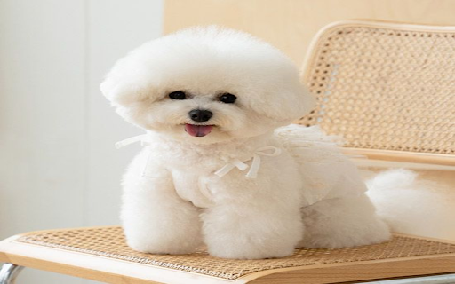 Poodle Dog Wallpaper screenshot 1