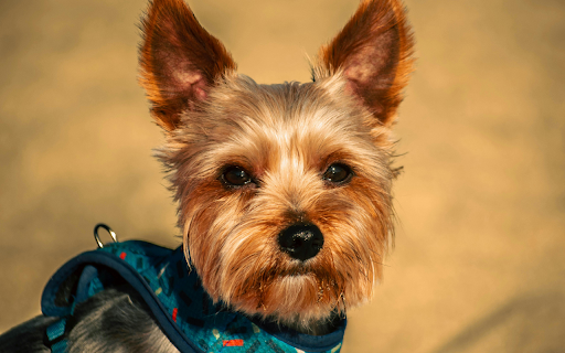 Portrait of Yorkshire Terrier screenshot 1