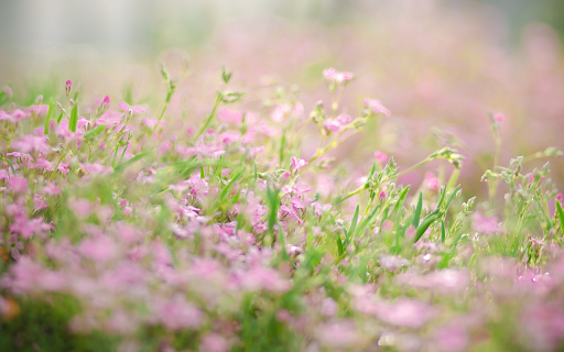 Portulaca grandiflora screenshot 1