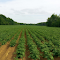 Potato field logo