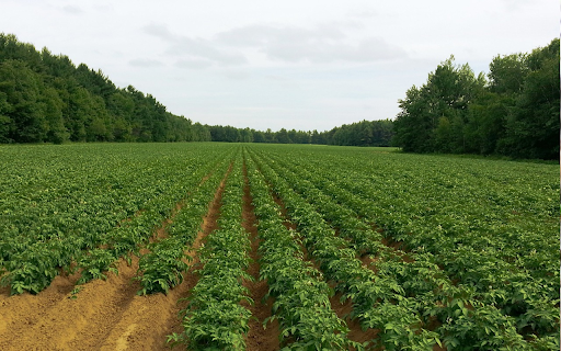Potato field screenshot 1