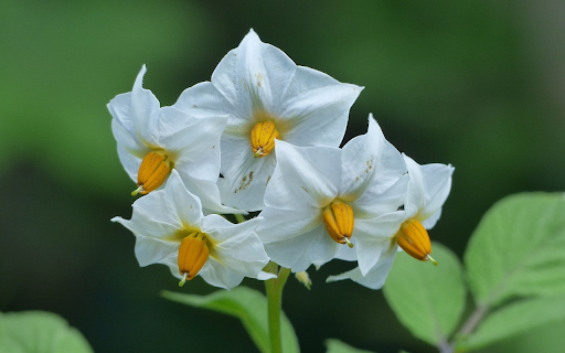 Potato flower screenshot 1