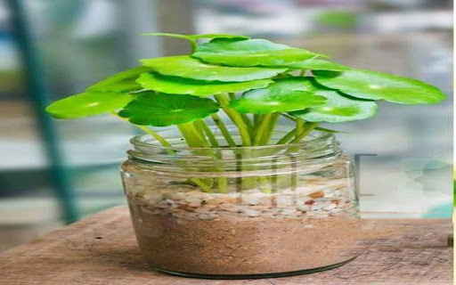 Potted pennywort wallpaper screenshot 1