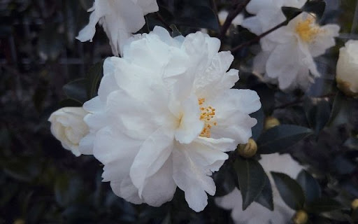 Pristine White Camellia Bloom screenshot 1