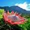 Protea Flower Wallpaper logo