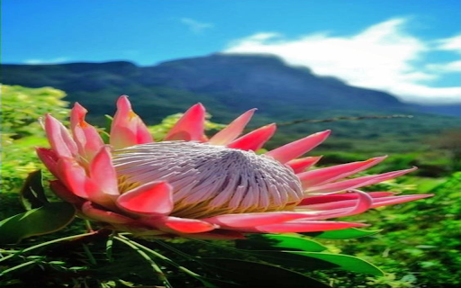 Protea Flower Wallpaper screenshot 1