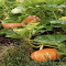 pumpkin wallpaper in the garden logo