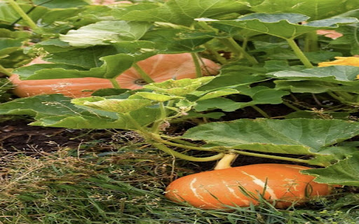 pumpkin wallpaper in the garden screenshot 1