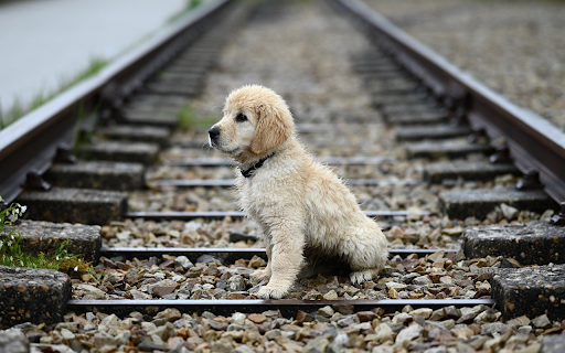 Puppy on the Tracks screenshot 1