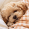 Puppy Sleeping on the Bed logo