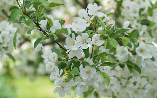 Pure white flower branches screenshot 1