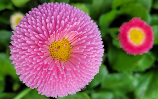 Purple and pink chrysanthemums screenshot 1