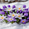 purple and white crocus flowers wallpaper logo