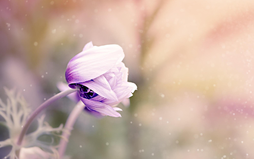 Purple anemone screenshot 1