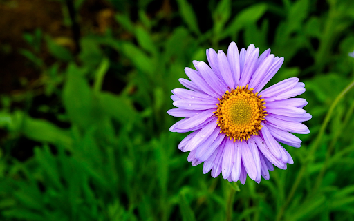 Purple Aster Bloom screenshot 1