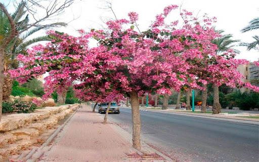 purple bauhinia wallpaper screenshot 1