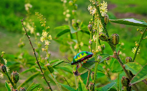 Purple-bellied green beetle screenshot 1
