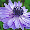 Purple Blue Flower logo