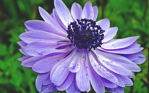 Purple Blue Flower screenshot 1
