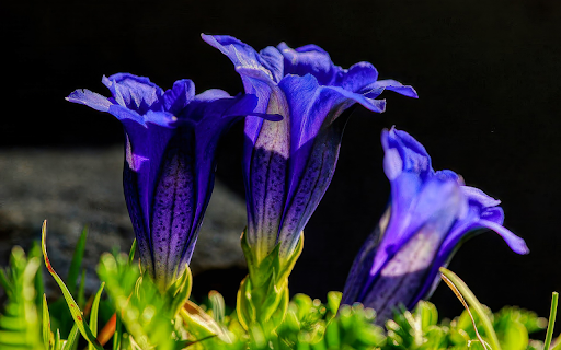 Purple blue flowers screenshot 1