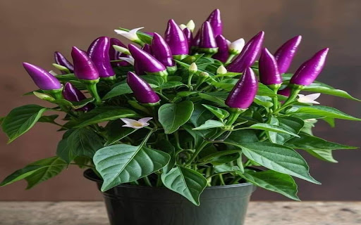 purple chili wallpaper screenshot 1