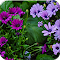Purple Daisies logo