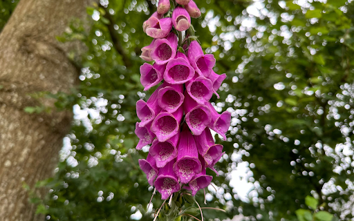 Purple Drooping Flower Branch screenshot 1