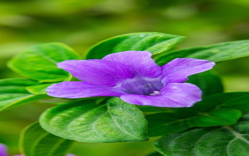 Purple evening flower wallpaper screenshot 1