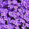 Purple Flower logo