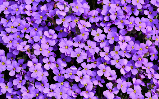 Purple Flower screenshot 1
